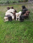 Labrador retriever