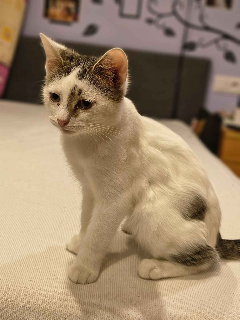 Olinek - słodki 4 miesięczny kociak do pokochania Olsztyn - zdjęcie 5