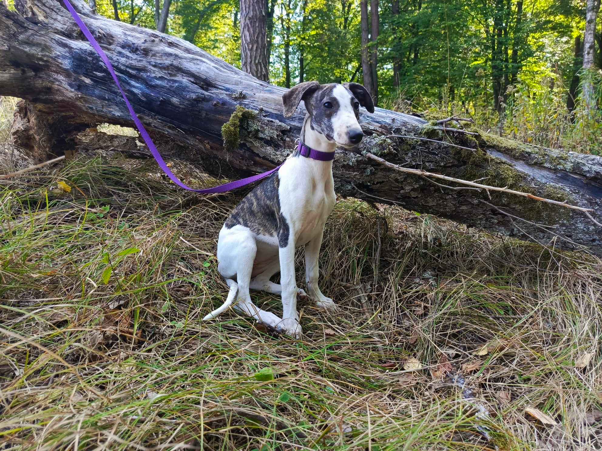 Szczenięta rasy Whippet, gotowe do zmiany domu Nowa Huta - zdjęcie 1