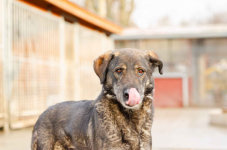 Gaja, mądra, wspaniała sunia za kratami, pomocy! Olsztyn - zdjęcie 3