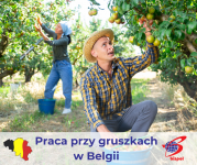 Przerywka gruszek