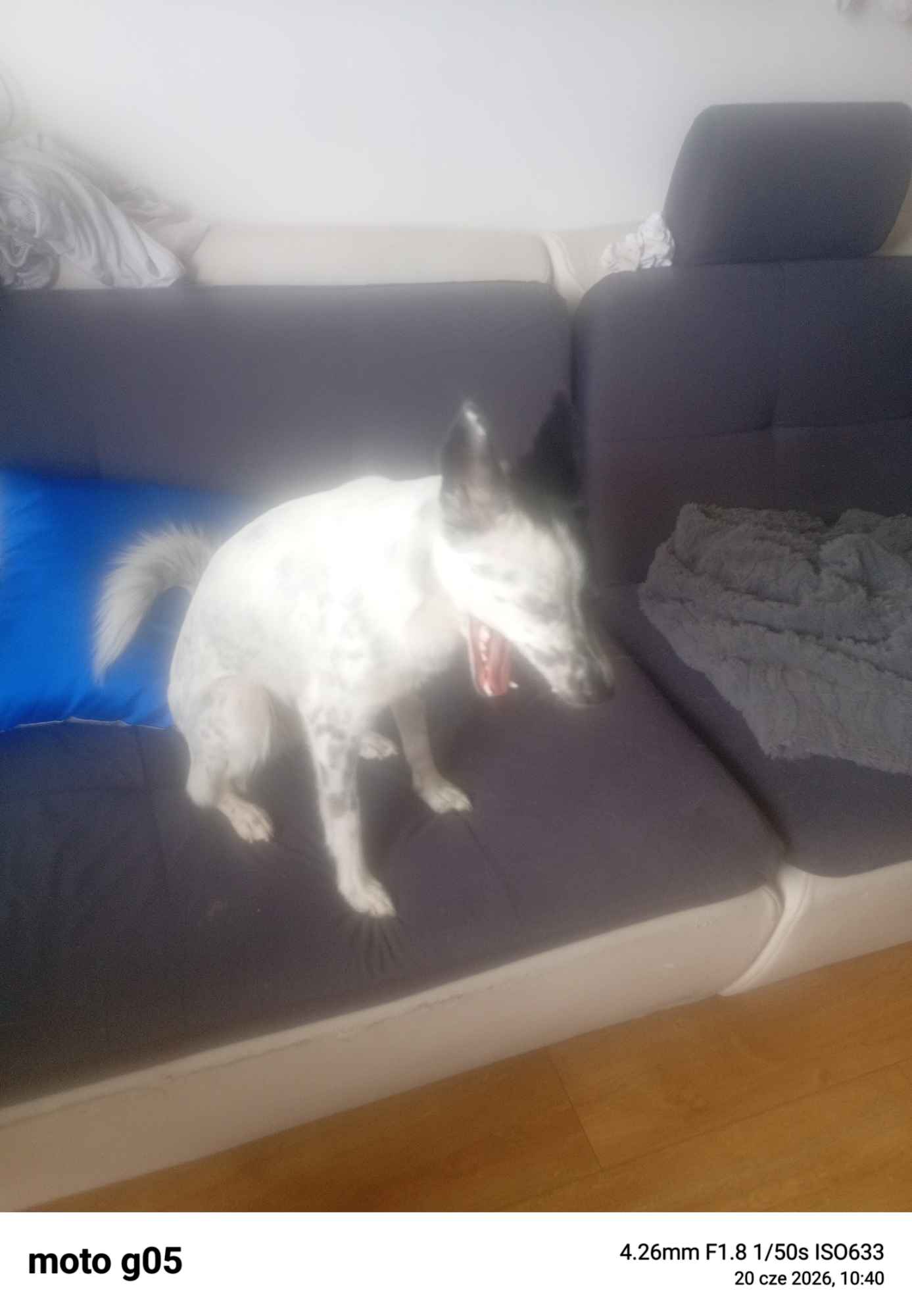Oddam pieska suczka Tarnowskie Góry - zdjęcie 5
