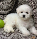 klubowy szczeniak Bichon Frise – z rodowodem, gotowy do nowego domu