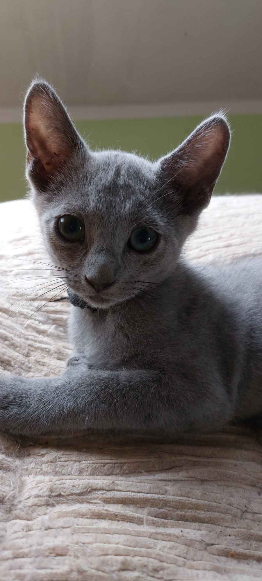 Kocięta Rosyjskie niebieskie Słupno - zdjęcie 2