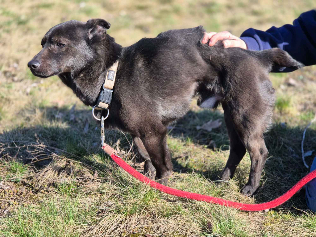Czaruś - doświadczony przez życie psiak szuka pilnie domu! Olsztyn - zdjęcie 4