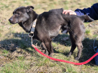 Czaruś - doświadczony przez życie psiak szuka pilnie domu! Olsztyn - zdjęcie 4