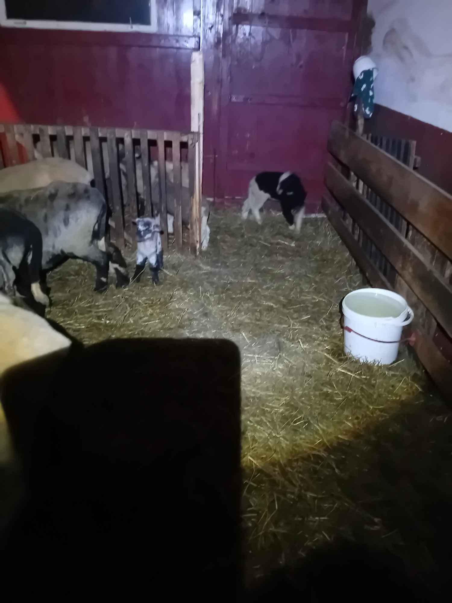 BARANKI DO OGRÓDKA Mszana Dolna - zdjęcie 2