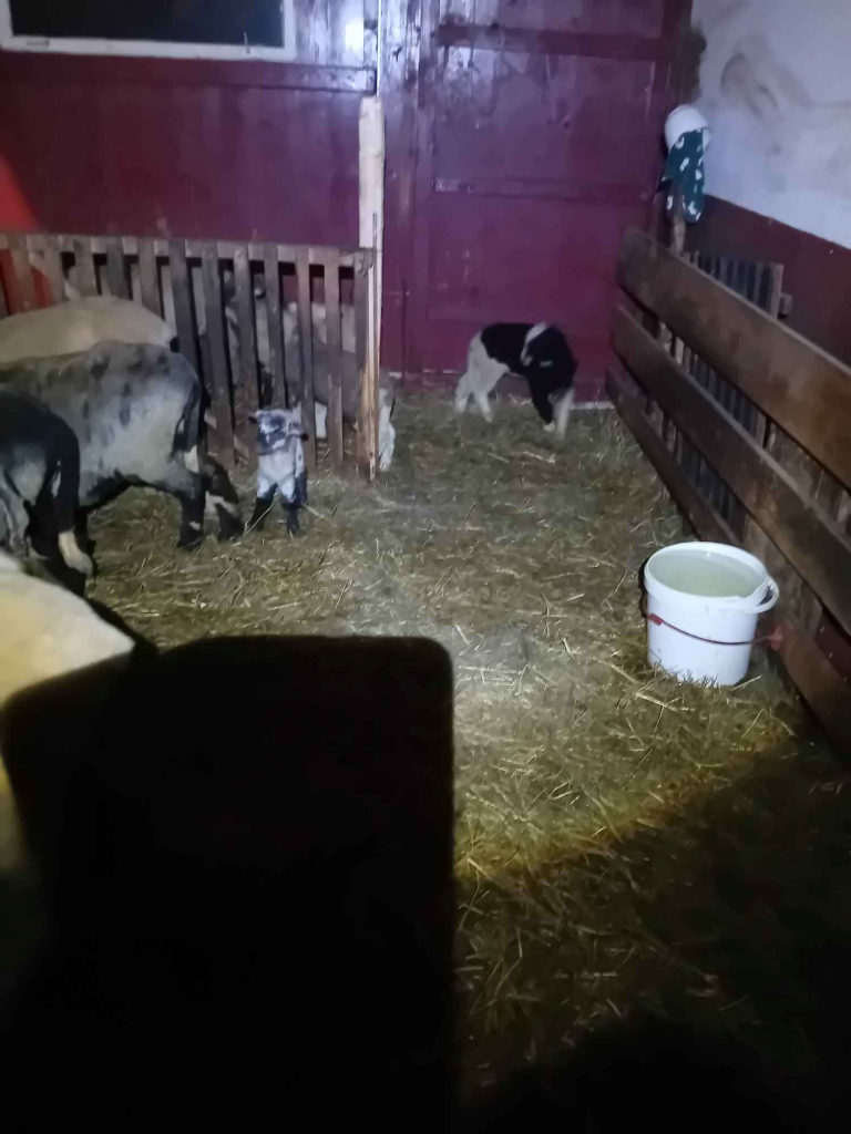 BARANKI DO OGRÓDKA Mszana Dolna - zdjęcie 2