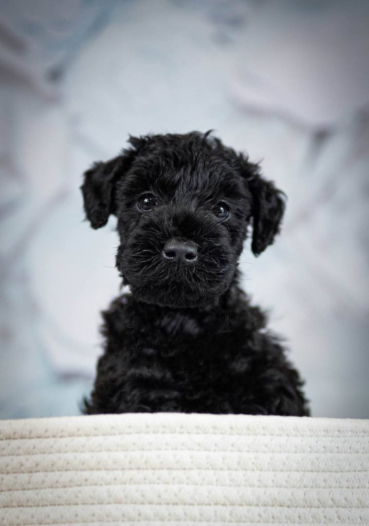 Kerry blue terrier Jedyne szczenięta w Polsce Radom - zdjęcie 3