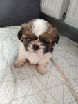 Szczeniaki shih tzu Golub-Dobrzyń - zdjęcie 3