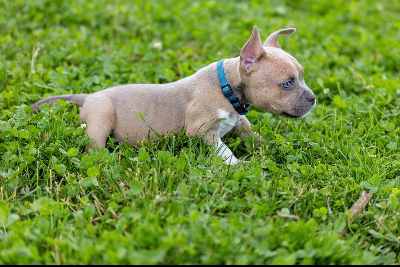 American Bully pocket Limanowa - zdjęcie 3