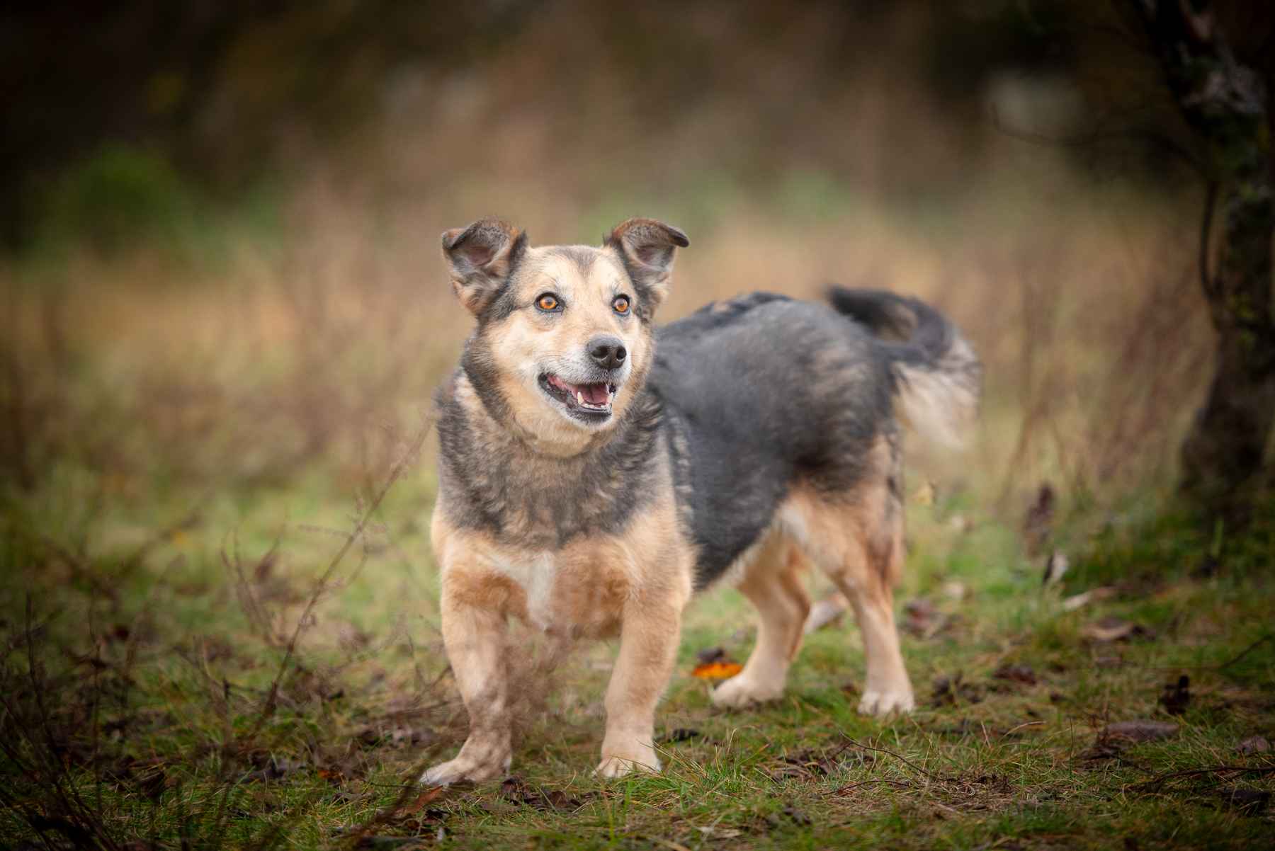 Figa - suczka w typie corgi, wesoła Olsztyn - zdjęcie 6