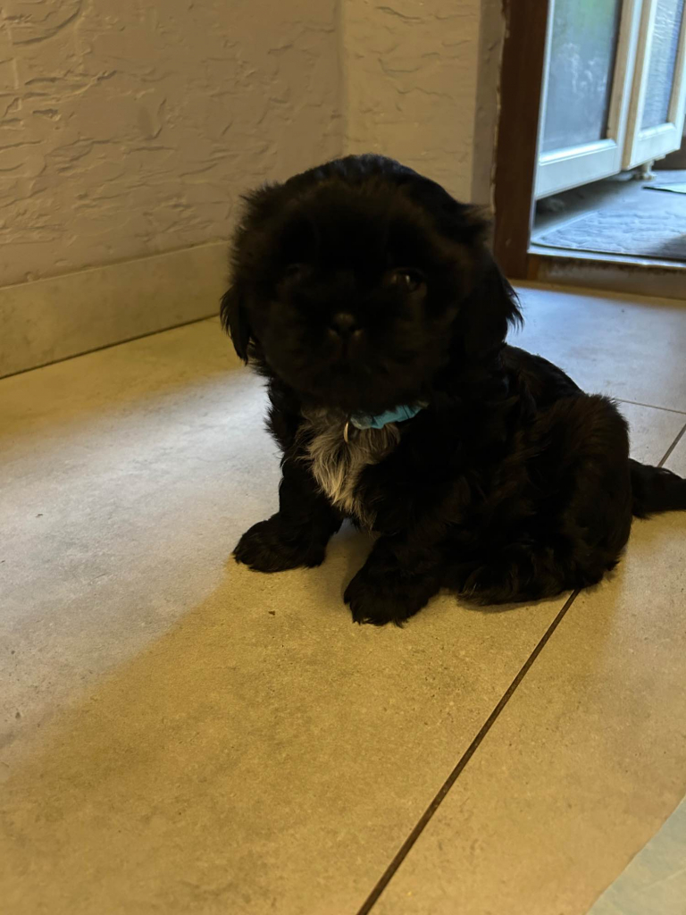 Szczeniak shihtzu Psie Pole - zdjęcie 5