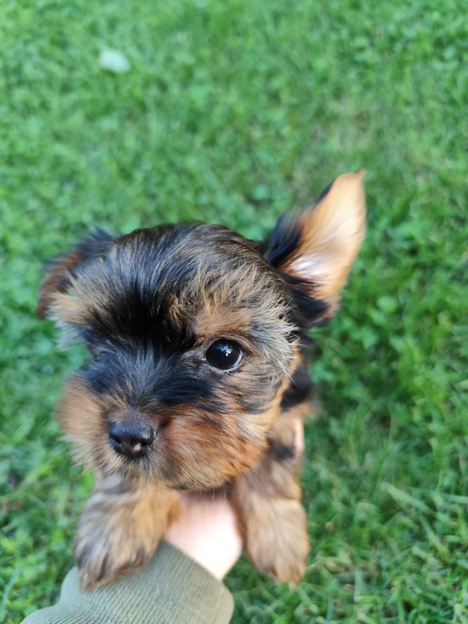 Yorkshire Terrier Bakałarzewo - zdjęcie 2