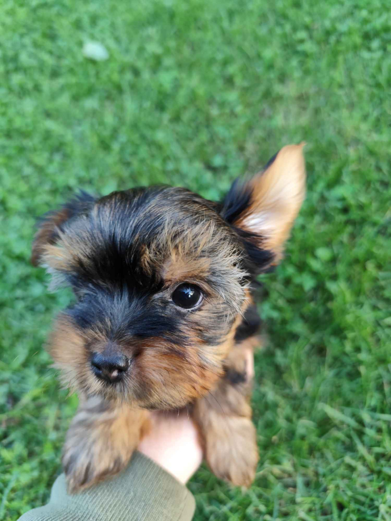 Yorkshire Terrier Bakałarzewo - zdjęcie 2