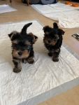 Szczenięta Yorkshire terrier miniaturowe dostępne już teraz.
