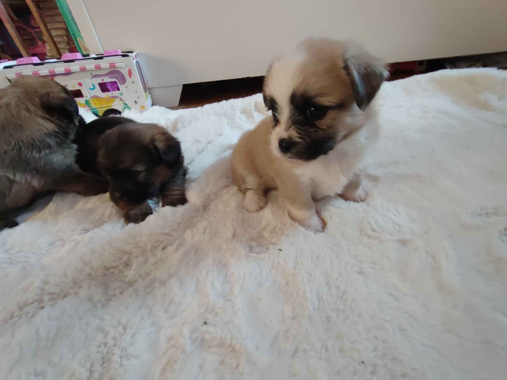 Sprzedam śliczne pieski i suczki Legnica - zdjęcie 6