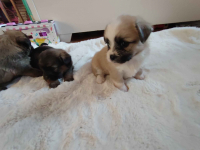 Sprzedam śliczne pieski i suczki Legnica - zdjęcie 6