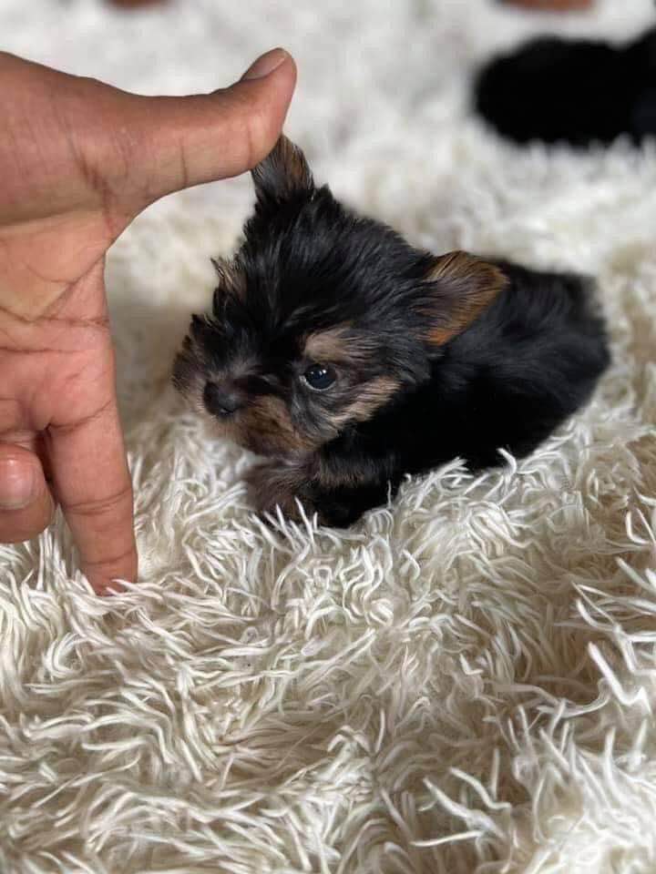 Szczenięta Yorkshire terrier miniaturowe dostępne już teraz. Bialskie Pole - zdjęcie 3