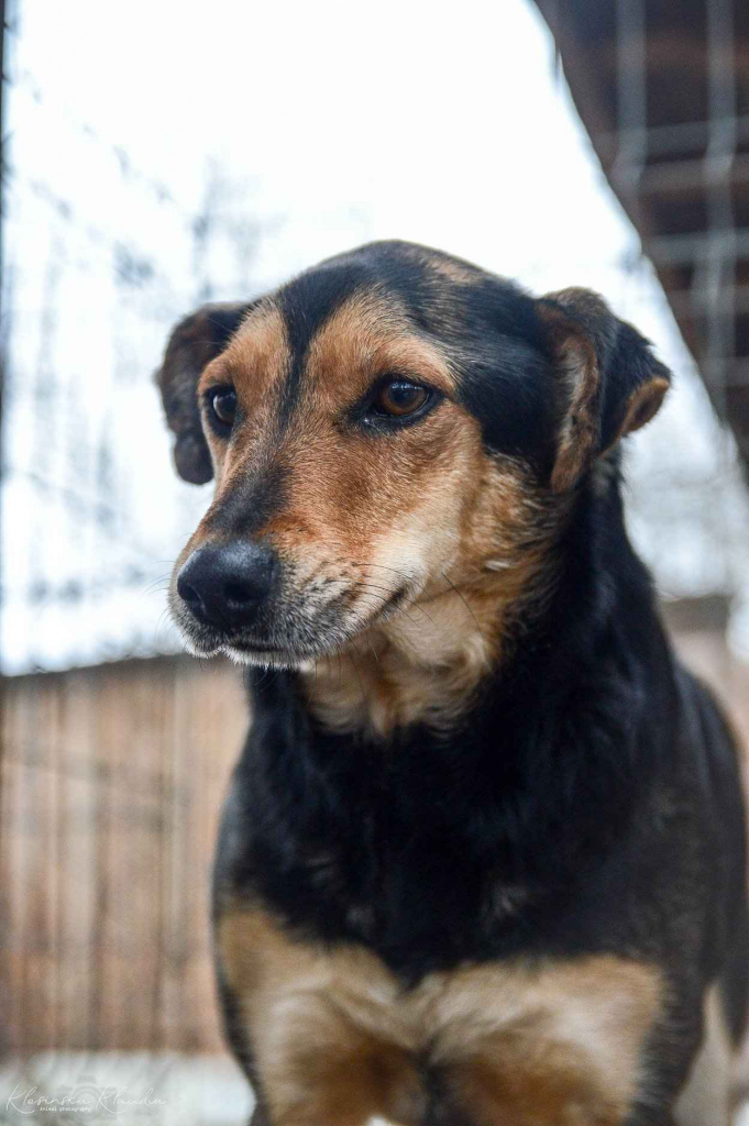 Tedzia - wesoła, niskopodwoziowa sunia! Olsztyn - zdjęcie 5