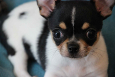 Chihuahua pieski chihuahua