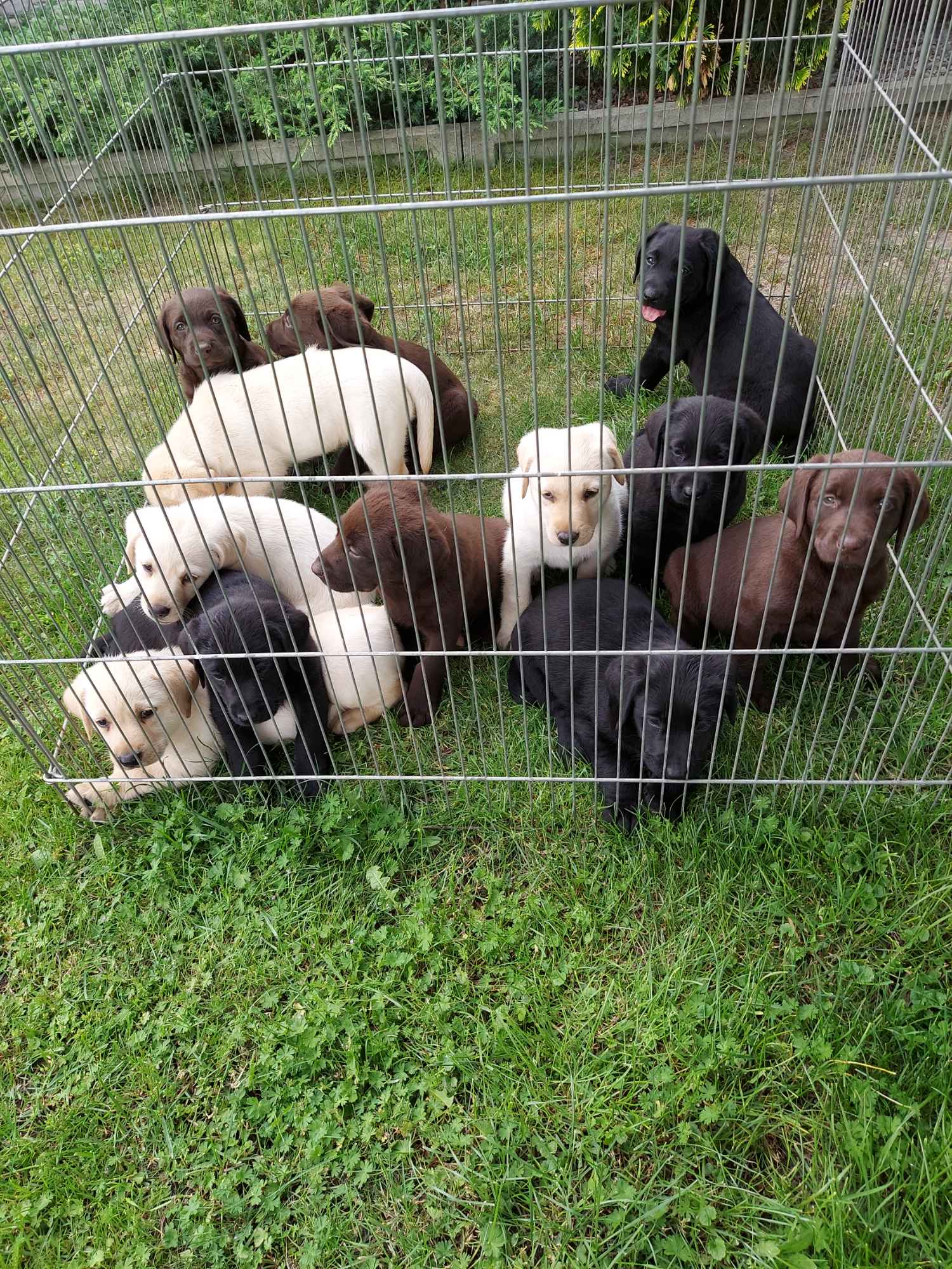 Labrador retriever Tarnów - zdjęcie 2