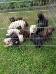 Labrador retriever Tarnów - zdjęcie 2