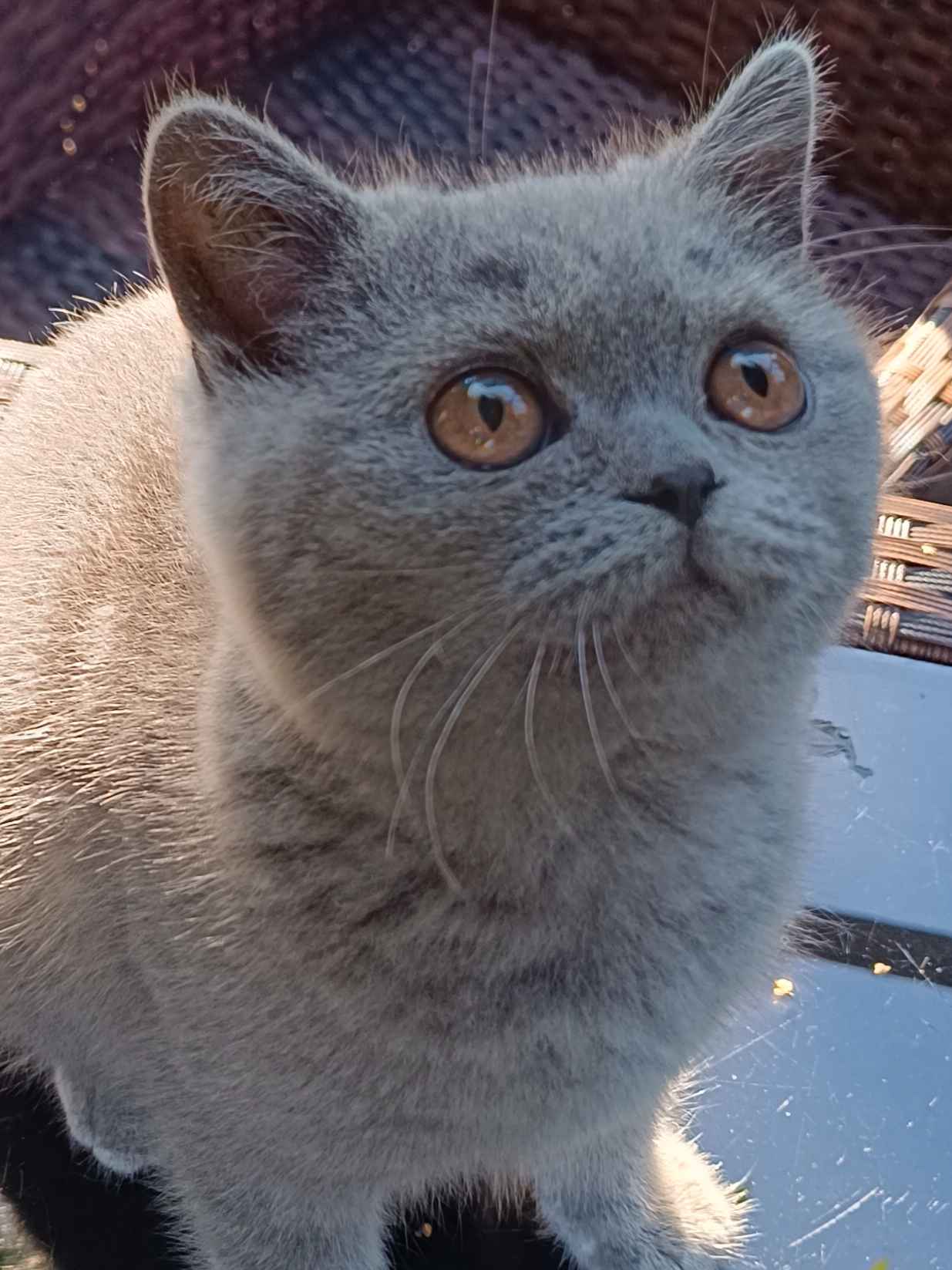 Kot brytyjski Narol - zdjęcie 7