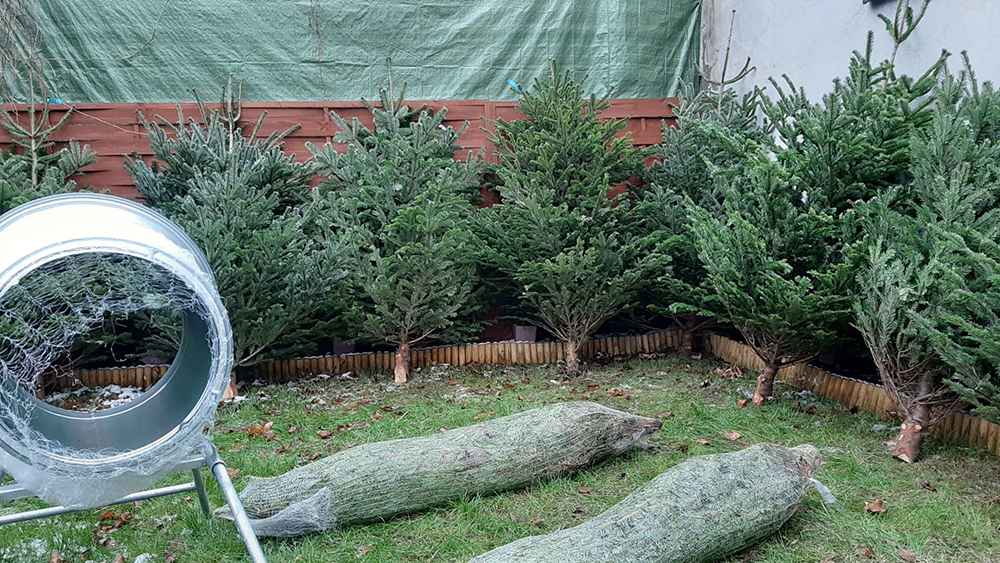 Choinka żywa jodła świerk cięte i w donicy choinki DOWÓZ Sosnowiec - zdjęcie 2
