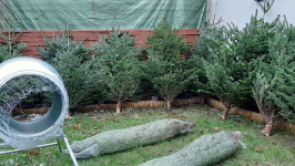 Choinka żywa jodła świerk cięte i w donicy choinki DOWÓZ Sosnowiec - zdjęcie 2