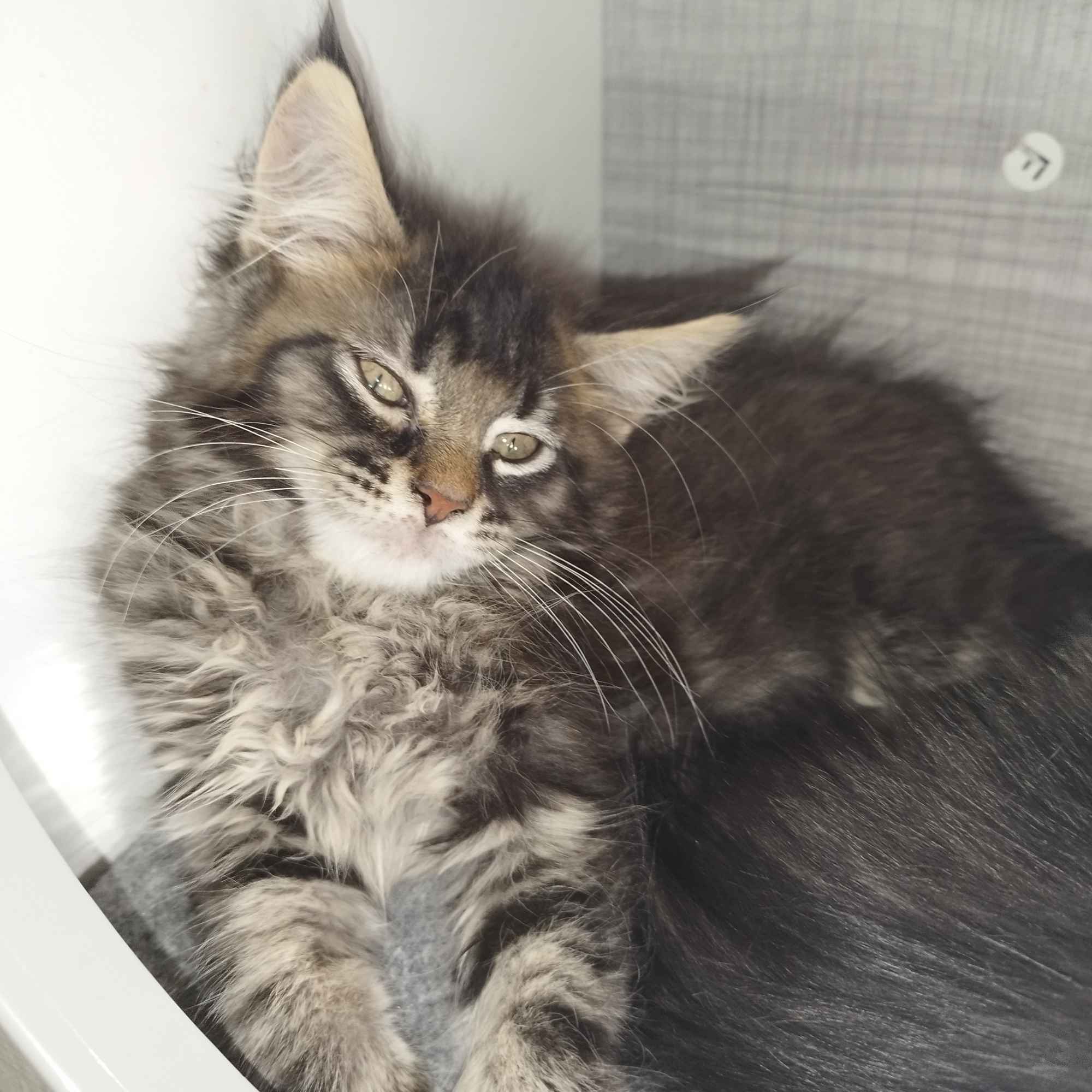 Maine Coon Sulejówek - zdjęcie 9