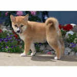 Szczenięta Shiba Inu