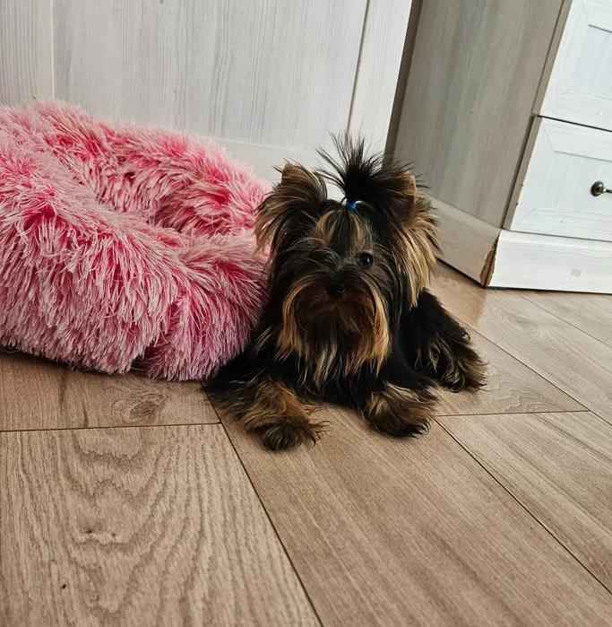 Piękny Maleńki York - komplet dokumentów ! Większy nie urośnie ! Cudo Fabryczna - zdjęcie 3