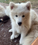 Samoyed / Samojed szczeniak Jasionka - zdjęcie 9