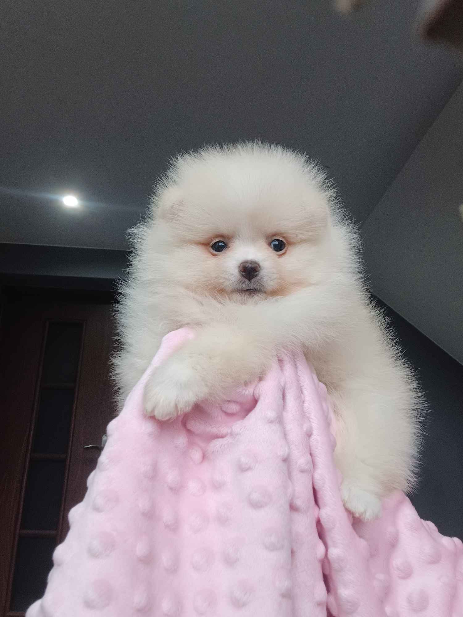 *Pomeranian XS typ misia Sunia ADA* Prądocin - zdjęcie 1