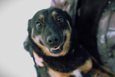 Red - przecudowny, proludzki, niekonfliktowy psiak!