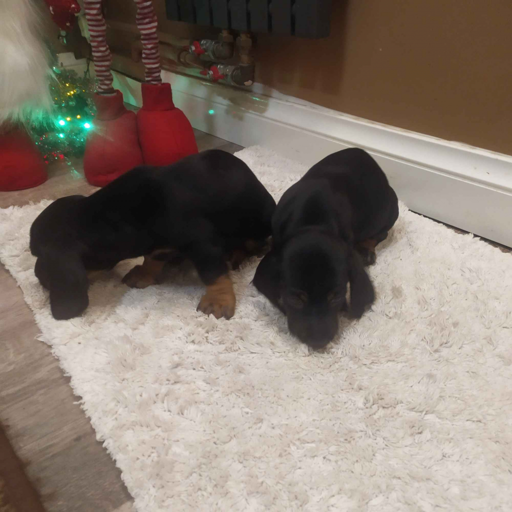 JAMNIKI JAMNICZKI MINIATURKA STANDARD Turek - zdjęcie 3