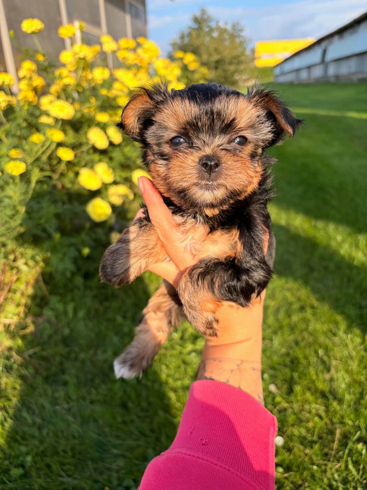 Sprzedam yorkshire terrier suczki Lubawa - zdjęcie 7