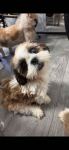 Szczeniaki shihtzu Siedlce - zdjęcie 2