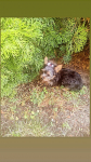 Yorkshire Terrier Sokołów Małopolski - zdjęcie 3