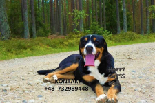Duży Szwajcarski Pies Pasterski domowa hodowla szczeniaki szczeniąta Katowice - zdjęcie 5
