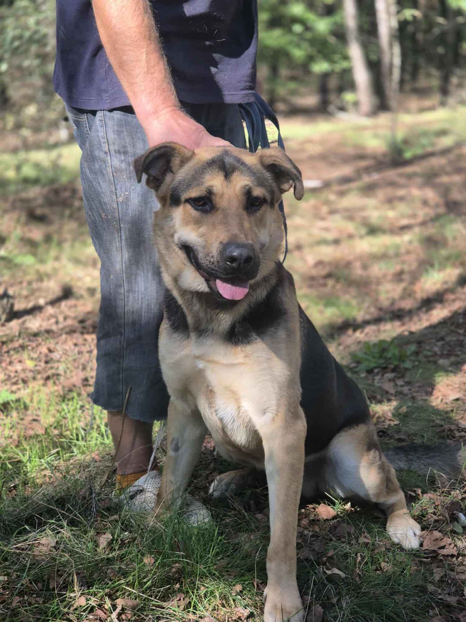 Magnus - duży pies o wielkim sercu szuka domu! Olsztyn - zdjęcie 2