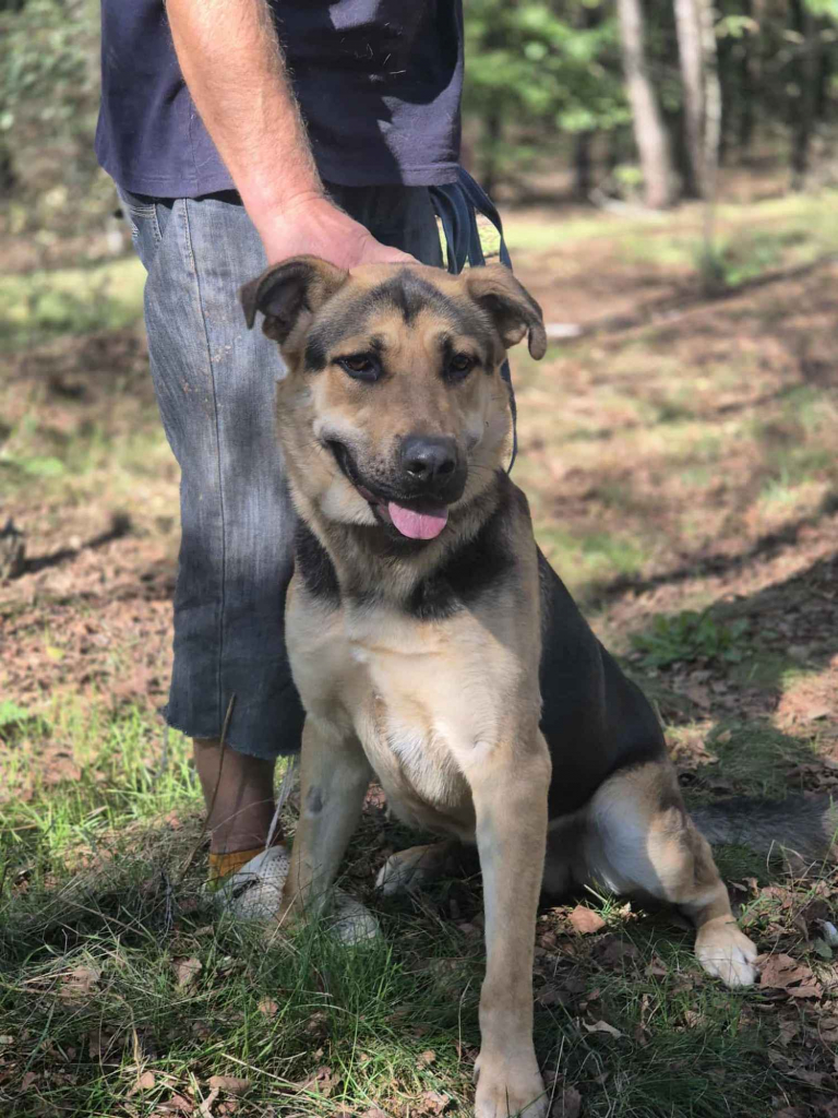 Magnus - duży pies o wielkim sercu szuka domu! Olsztyn - zdjęcie 2