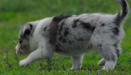 Border collie blue merle blue eyes Lublin - zdjęcie 9