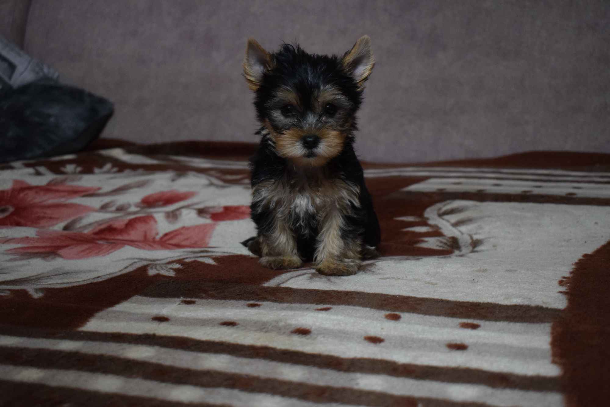 Yorkshire Terrier - Śliczna Suczka - Yorka - Szczeniaczek York Gołańcz - zdjęcie 2