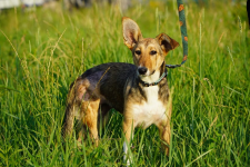 Diuna - psia wojowniczka marzy o własnym domku