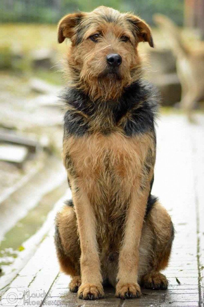 Wezyr - inteligentny psiak w typie terriera Olsztyn - zdjęcie 3