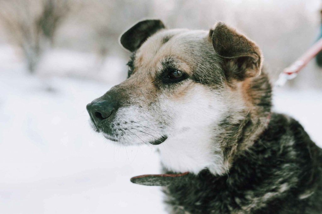Szaza - skazana na schronisko za bycie kundelkiem Olsztyn - zdjęcie 4
