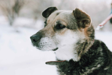 Szaza - skazana na schronisko za bycie kundelkiem Olsztyn - zdjęcie 4