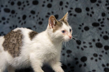 Dwa urocze, wesołe kocięta szukają domów! Olsztyn - zdjęcie 7